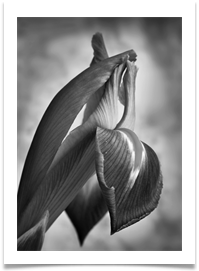 IRIS mono VERY HIGHLY COMMENDED - Des Hawley